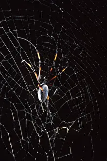 Cobwebs: Golden Orb-web SPIDER - on web