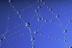 Nephila: Golden Orb-web Spider - web and dew drops