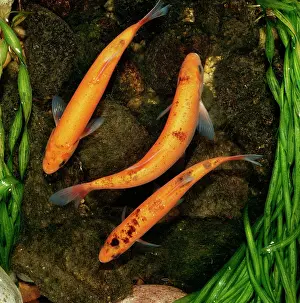 Orfe: GOLDEN ORFE - three