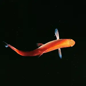 Orfe: GOLDEN ORFE