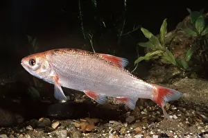 Aquariums: GOLDEN ORFE FISH
