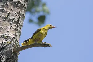 Oriolus: Golden Oriole - adult female perched on a branch - Germany