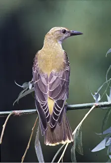 Oriole: GOLDEN ORIOLE - close-up, back view
