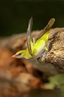 Oriolus: Golden Oriole - Female drinking from forest pool