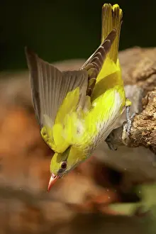 Oriolus: Golden Oriole - female drinking from forest pool