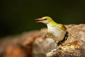 Oriolus: Golden Oriole - female on fallen tree trunk