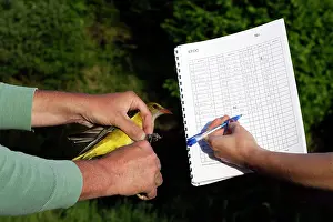 Oriolus: Golden Oriole - female. Man putting ring on Oriole