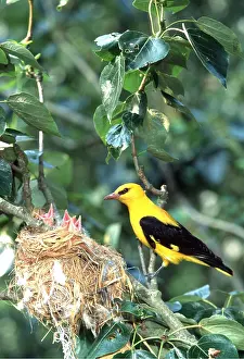 Oriole: GOLDEN ORIOLE - at nest, with chicks