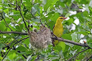 Oriolus: Golden Oriole - parent at nest with fledglings Bulgaria
