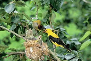 Oriolus: Golden ORIOLE - parents feeding young at nest