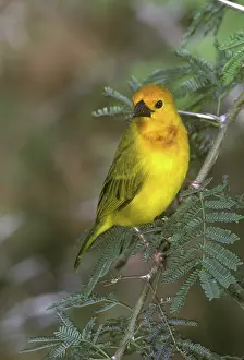 Ploceidae: Golden Palm Weaver