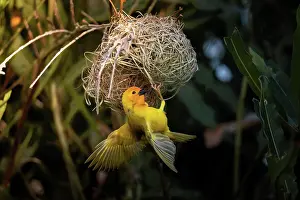 Mombasa: Golden palm weaver (Ploceus bojeri), Golden Palm