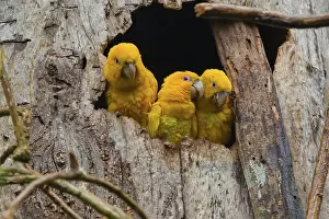 Parakeet: Golden Parakeet
