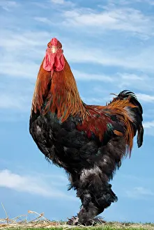 Brahma: Golden Partridge Brahma Chicken Cockerel