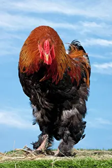 Brahma: Golden Partridge Brahma Chicken Cockerel