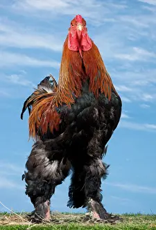 Brahma: Golden Partridge Brahma Chicken Cockerel