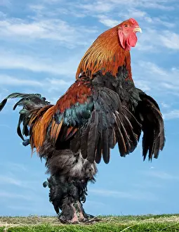 Brahma: Golden Partridge Brahma Chicken Cockerel