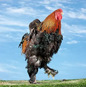 Partridge: Golden Partridge Brahma Chicken Cockerel