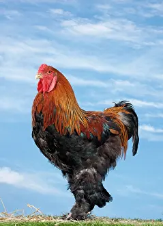 Partridge: Golden Partridge Brahma Chicken Cockerel
