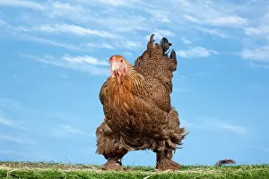 Brahma: Golden Partridge Brahma Chicken Hen