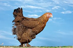 Brahma: Golden Partridge Brahma Chicken Hen