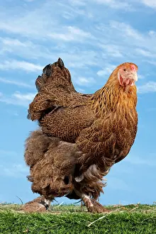 Brahma: Golden Partridge Brahma Chicken Hen