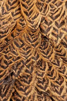 Brahma: Golden Partridge Brahma Chicken Hen close-up of feathers
