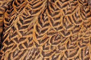 Brahma: Golden Partridge Brahma Chicken Hen close-up of feathers