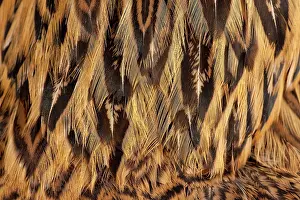 Partridge: Golden Partridge Brahma Chicken Hen close-up of feathers