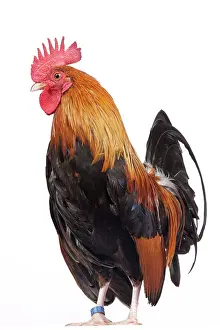 Bantam: Golden Partridge Pictave Bantam Chicken Cockerel