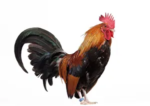 Bantam: Golden Partridge Pictave Bantam Chicken Cockerel