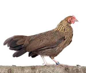 Bantam: Golden Partridge Pictave Bantam Chicken hen
