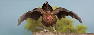 Bantam: Golden Partridge Pictave Bantam Chicken hen