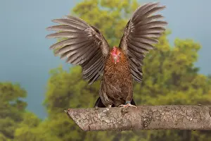 Bantam: Golden Partridge Pictave Bantam Chicken hen