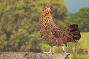 Bantam: Golden Partridge Pictave Bantam Chicken hen