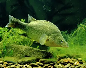 Yellowbelly: Golden Perch / Yellowbelly