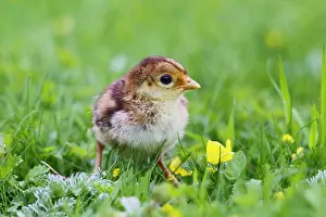 Chrysolophus: Golden Pheasant chick in meadow controlled conditions 17025