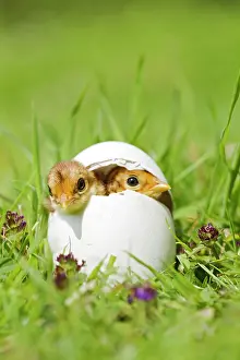 Chrysolophus: Golden Pheasant chicks in Goose egg controlled conditions