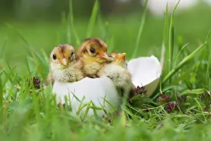 Chrysolophus: Golden Pheasant chicks in Goose egg controlled conditions