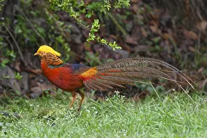 Pictus: Golden pheasant (Chrysolophus pictus) male on the