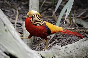Pictus: Golden pheasant (Chrysolophus pictus) male on ground