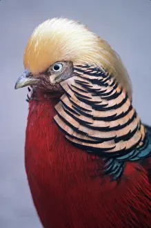 Crests: GOLDEN PHEASANT - close-up of head