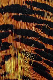 Galliform: Golden Pheasant Feathers