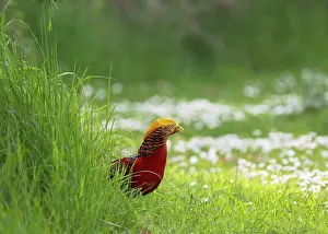 Chrysolophus: Golden Pheasant male 16705