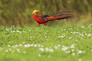 Chrysolophus: Golden Pheasant male 16711