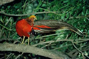 Chrysolophus: Golden Pheasant - male