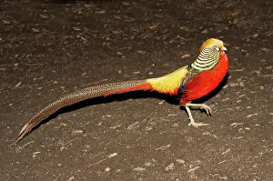 Strutting: Golden Pheasant male