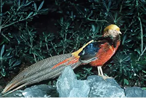 Kenneth Hoyle: GOLDEN PHEASANT - male