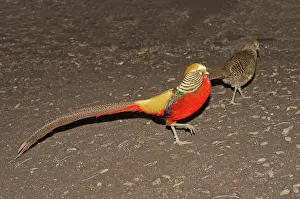 Dimorphic: Golden Pheasant Pair
