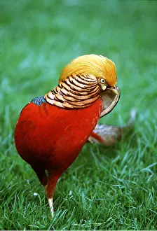 Ian Beames: GOLDEN PHEASANT - standing on one leg